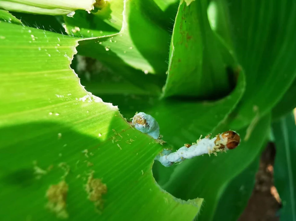 Beauveria bassiana target pest: white beet armyworm larva partially visible on corn leaf