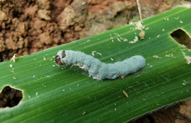 Beauveria bassiana target pest: close-up of white beet armyworm larva on corn leaf before treatment