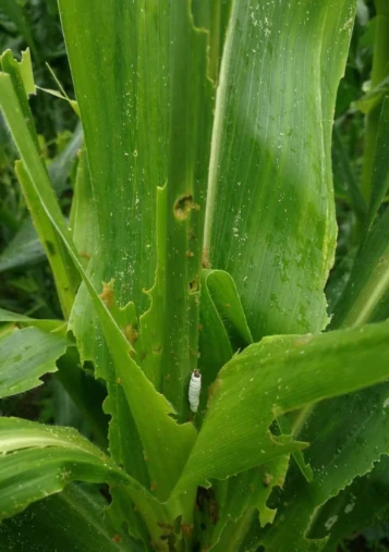 Beauveria bassiana target pest: white beet armyworm larva on corn leaf and the leaves were eaten