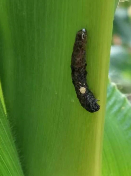 4.Beauveria bassiana biocontrol effect: beet armyworm larva turning black and dying after fungal infection