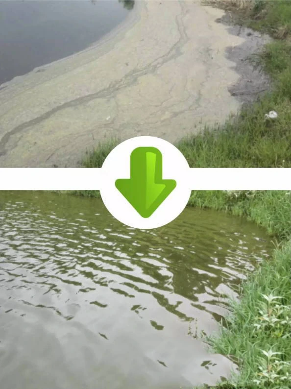 Bacillus subtilis improves aquaculture water quality: comparison of polluted water with foam (top) and clean water after treatment (bottom)