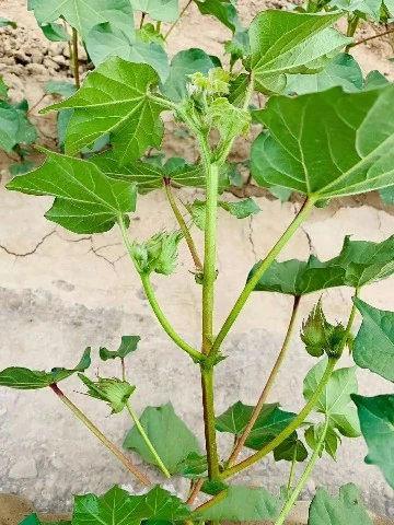 Bacillus subtilis biocontrol agent promotes healthy cotton growth: cotton plant with flower buds protected from fungal diseases