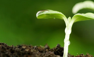 Bacillus subtilis promoting seedling root growth and emergence, enhancing plant immunity and early development, microbial biocontrol