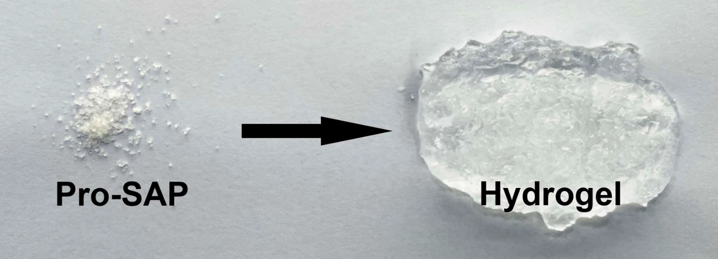 Pro-SAP super absorbent polymer granules transforming into hydrogel after water absorption, demonstrating water retention capability