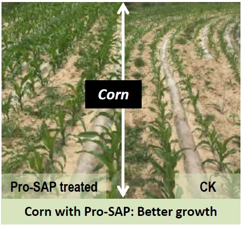 Corn field in dry area, left without Pro-SAP, right with Pro-SAP hydrogel, showing improved growth and water retention
