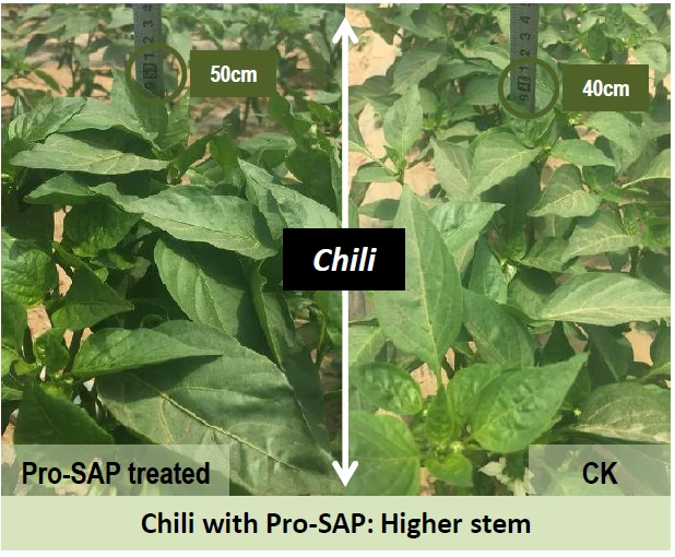 Chili plants in dry conditions, left untreated, right treated with Pro-SAP hydrogel, demonstrating better growth and hydrationi