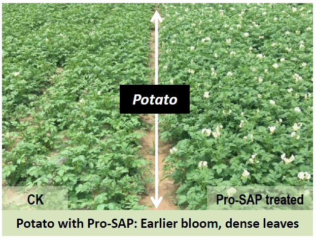 Potato crops in dry region, left without Pro-SAP, right with Pro-SAP hydrogel, highlighting increased growth and moisture retention