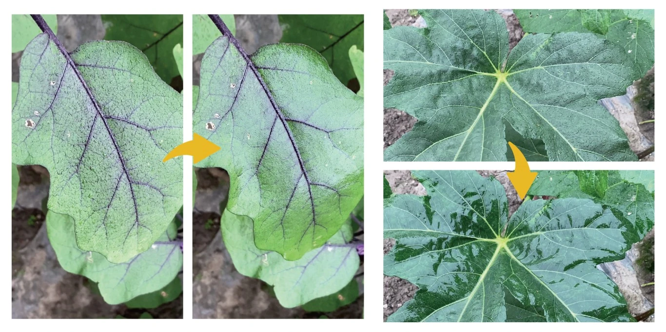 Demonstration of PASS super spreader adjuvant improving spray coverage and leaf wetting compared to water alone