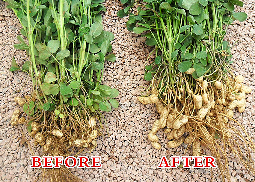 Comparison of peanut plants before and after applying seaweed extract fertilizer, showing larger and fuller peanuts after application